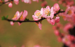 4月，桃花朵朵开的星座