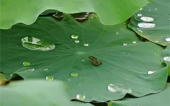 梦见荷叶是什么意思