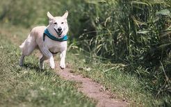 梦见狗在奔跑是什么意思