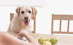 A型女是犬系女生吗