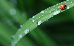 梦见下雨打雨伞是好梦境吗