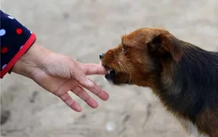 梦见小孩被狗咬是什么意思