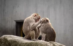 梦见猴子是什么意思