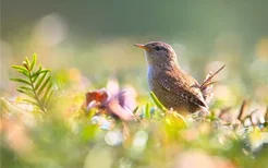 梦见抓小鸟是什么意思