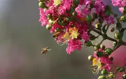 艾菲尔十二星座一周运势（6.6-6.12）