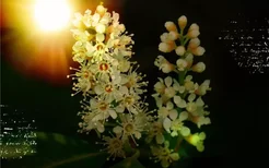 梦见桂花树