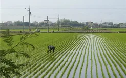 梦见插秧苗是什么兆头