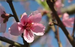 梦见桃花树