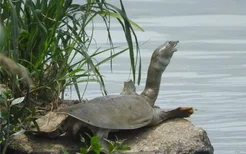 梦见鳖 甲鱼