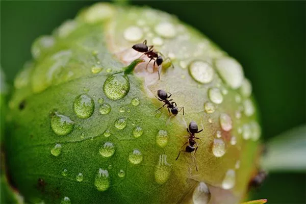 梦见嘴内有虫是什么意思