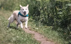 梦见猎犬 猎狗