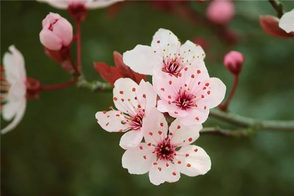 梦见石楠花是什么意思