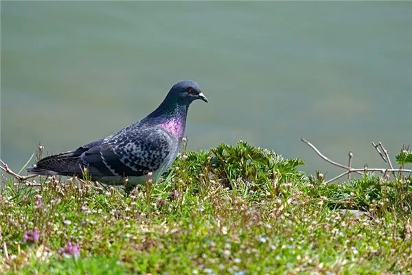 梦见鸽子是什么意思