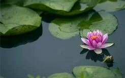 梦见荷花池荷花盛开