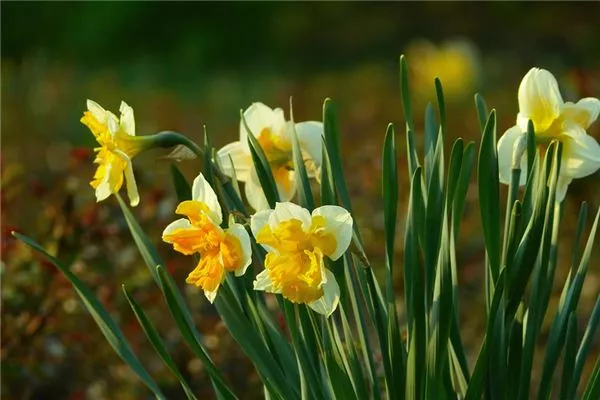 梦见水仙花是什么意思