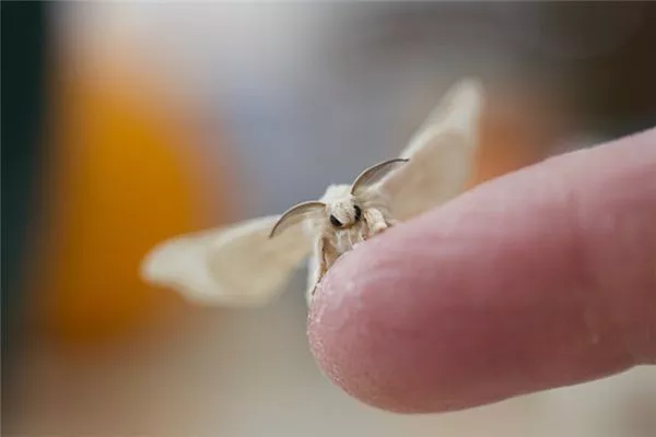 梦见蚕蛾出茧是什么意思