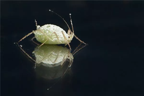 梦见虱子是什么意思