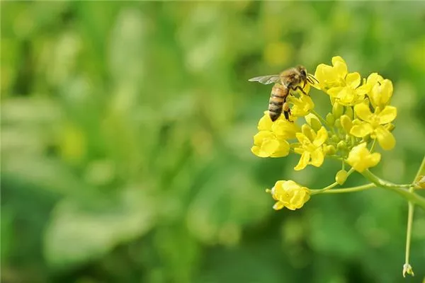 梦见油菜花是什么意思