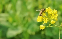 梦见油菜花