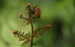 梦见蕨类植物