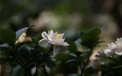 梦见栀子花