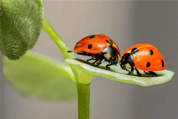 梦见昆虫是什么意思