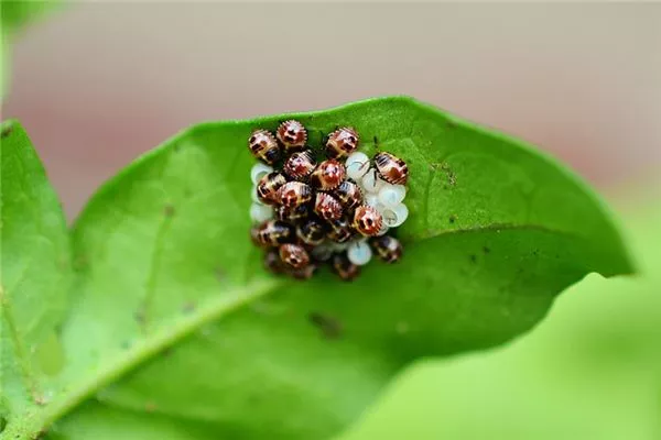 梦见虫卵是什么意思