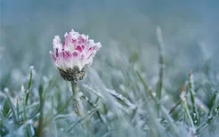 梦见雪中开花