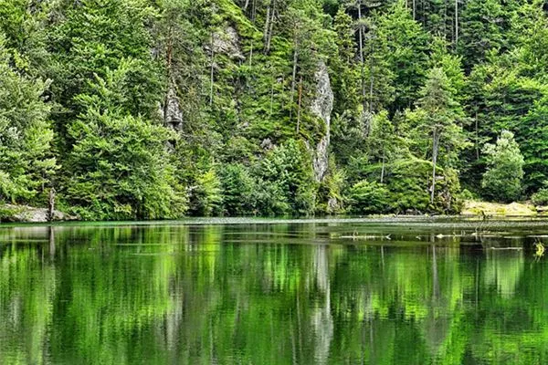 梦见山林草木是什么意思