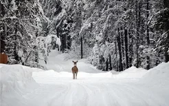 梦见大雪封路