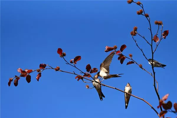 梦见小燕子是什么意思