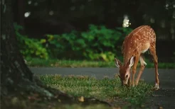 梦见鹿进家