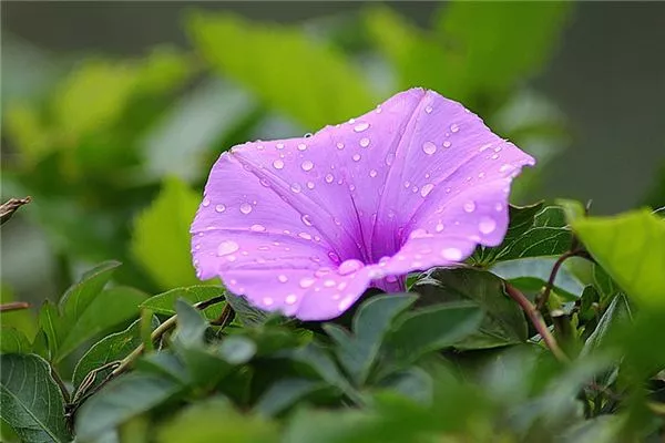 梦见牵牛花开是什么意思