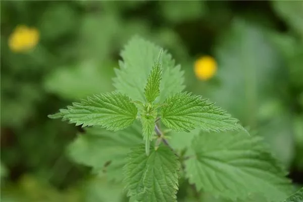 梦见荨麻是什么意思