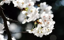 梦见槐花开满树摘槐花