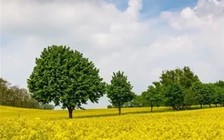 梦见遍地菜花